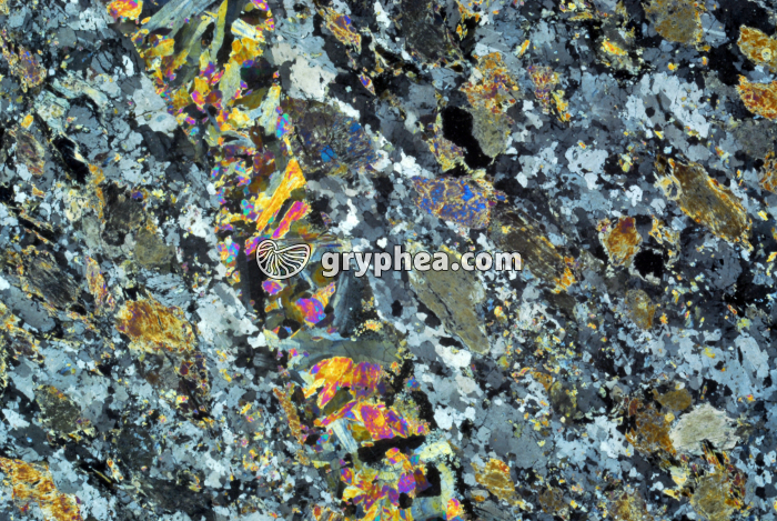 Gabbro Chenaillet LPA x5 - gryphea.com